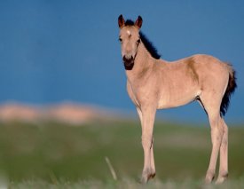 Le poulain mécontent