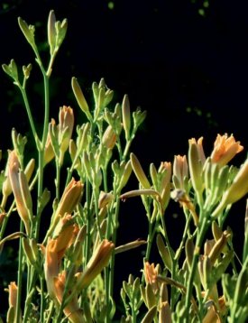 Les lis des champs ou Ne pas s’inquiéter de la vie biologique
