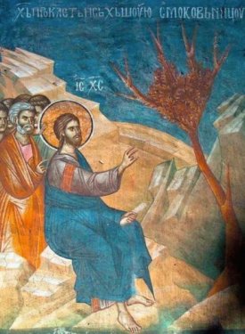 Le sarment de la vigne