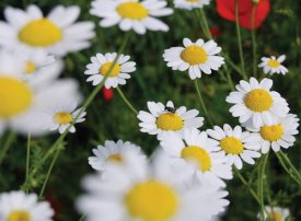 Limbajul lui Dumnezeu  (I)